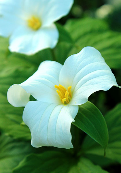 trillium heirloom bulbs #1