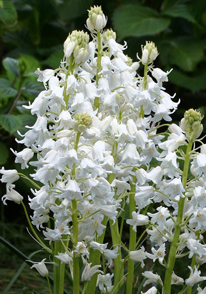 white Spanish bluebell heirloom bulbs #2
