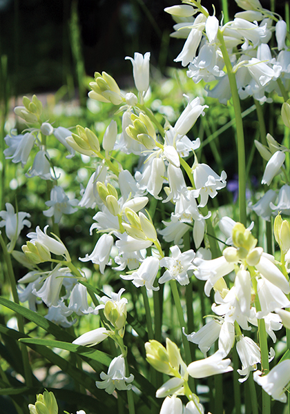 white Spanish bluebell heirloom bulbs #1
