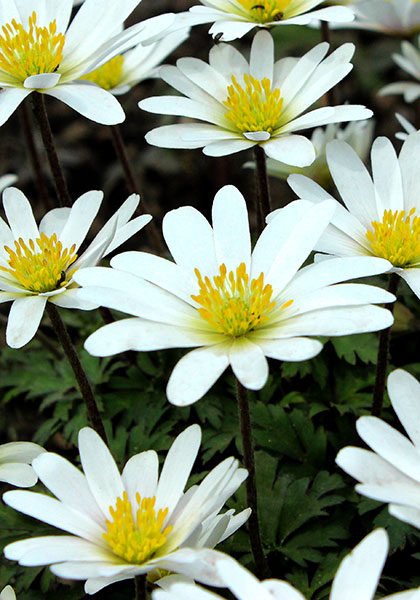 white Grecian windflower heirloom bulbs #1