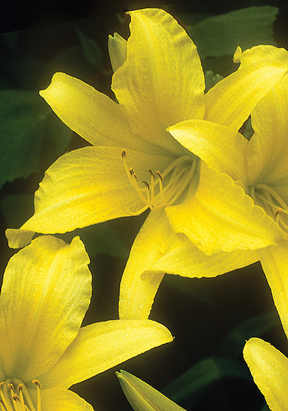 Hyperion daylily heirloom bulbs #1
