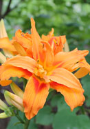 Kwanso double daylily heirloom bulbs