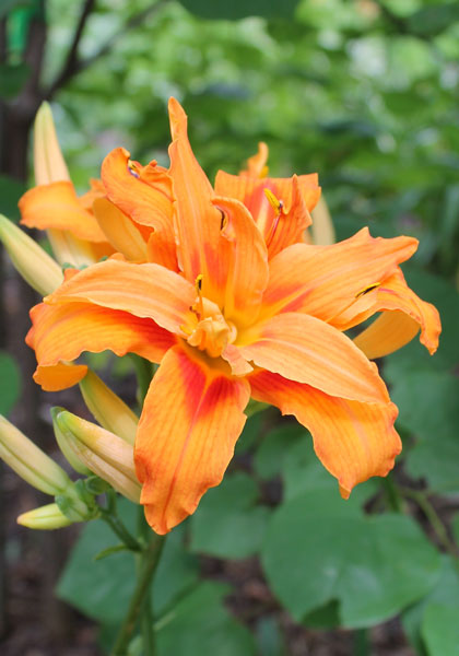 Kwanso double daylily heirloom bulbs #1
