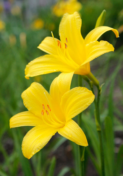 lemon lily daylily heirloom bulbs #1