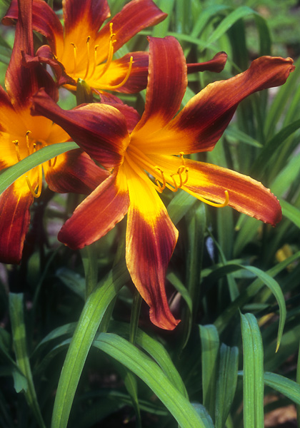 Annette daylily heirloom bulbs #2