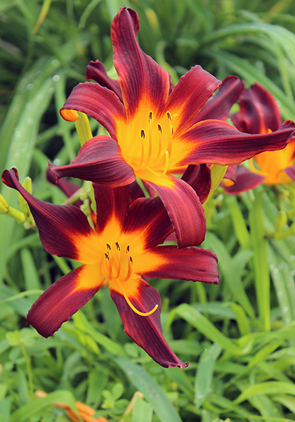Annette daylily heirloom bulbs #1