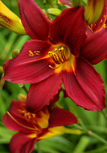 Black Falcon daylily heirloom bulbs #2