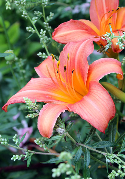 Evelyn Claar daylily heirloom bulbs #2