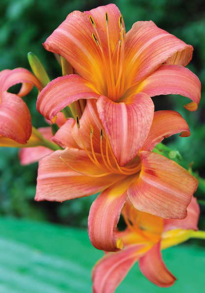 Evelyn Claar daylily heirloom bulbs #1