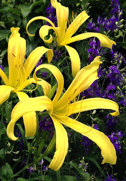 Kindly Light daylily heirloom bulbs #2