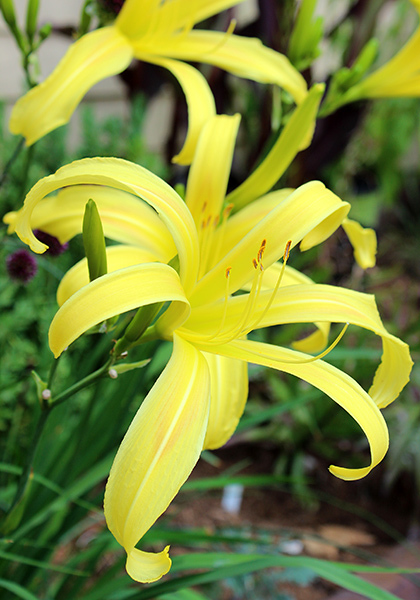 Kindly Light daylily heirloom bulbs #1