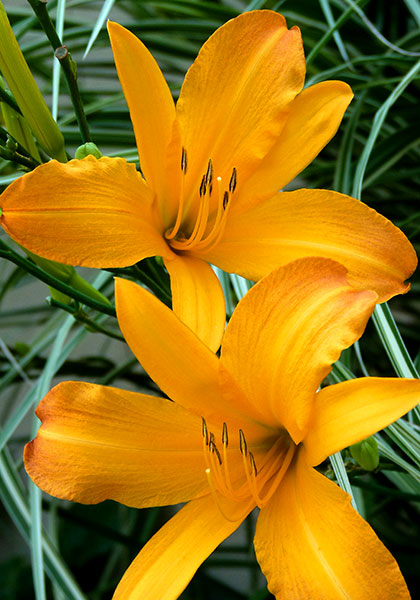 August Pioneer daylily heirloom bulbs #2