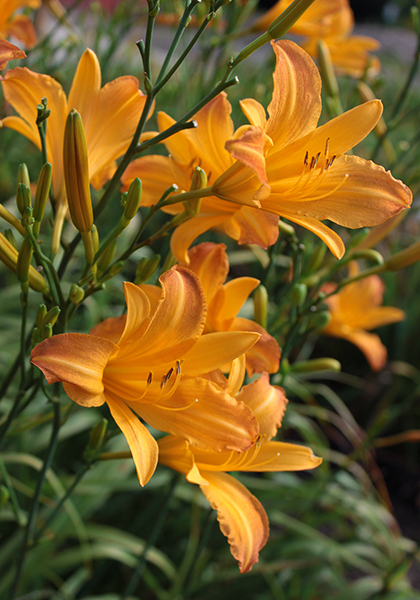 August Pioneer daylily heirloom bulbs #1