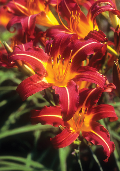 Autumn Red daylily heirloom bulbs #1