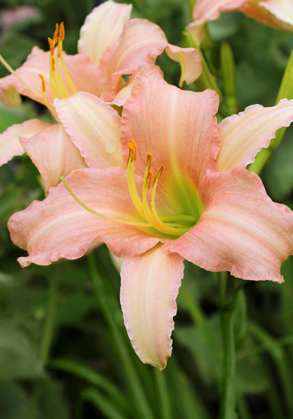 Luxury Lace daylily heirloom bulbs #1