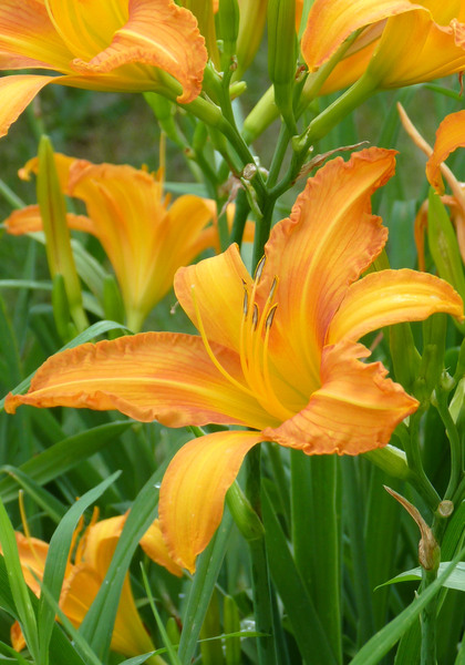 Painted Lady daylily heirloom bulbs #2