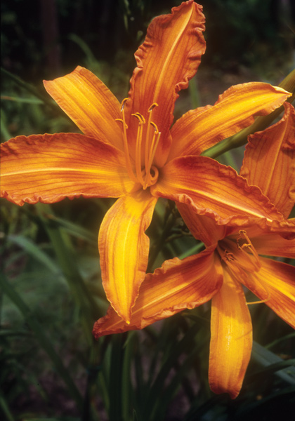 Painted Lady daylily heirloom bulbs #3