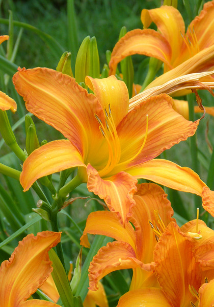 Painted Lady daylily heirloom bulbs #1