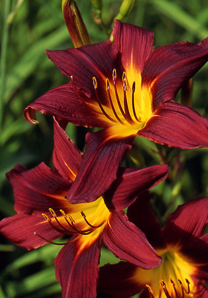 DAYLILIES