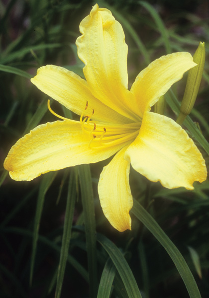 Yellowstone daylily heirloom bulbs #2