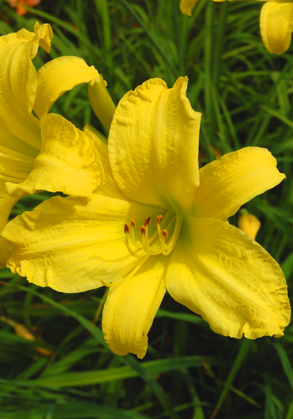 Yellowstone daylily heirloom bulbs #1