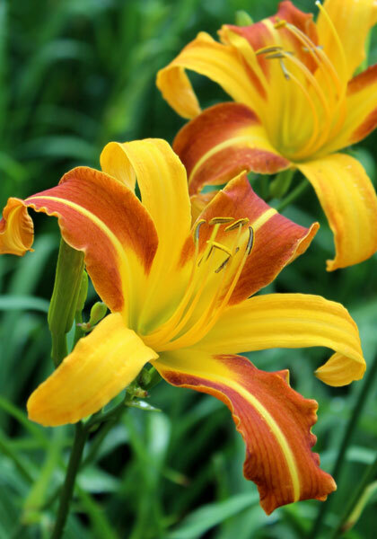 Caballero daylily heirloom bulbs #2