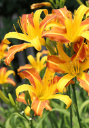 Caballero daylily heirloom bulbs