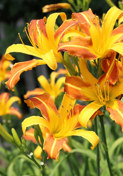 Caballero daylily heirloom bulbs #1
