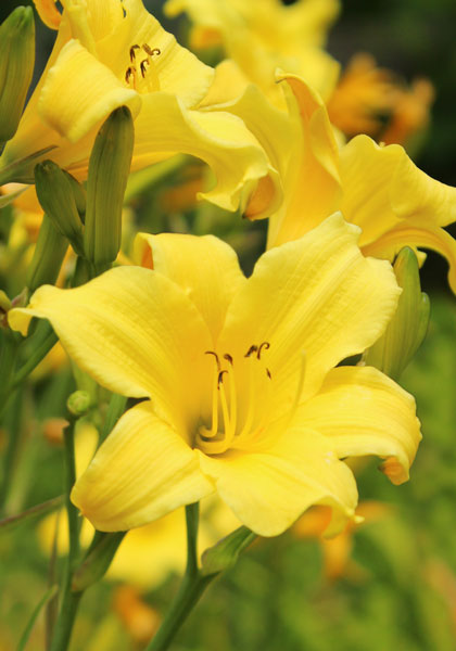 Circe daylily heirloom bulbs #1