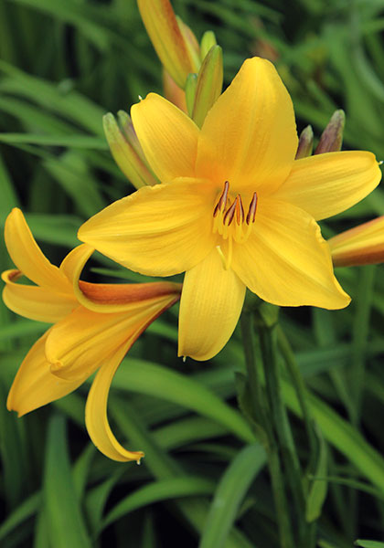 Gold Dust daylily heirloom bulbs #1