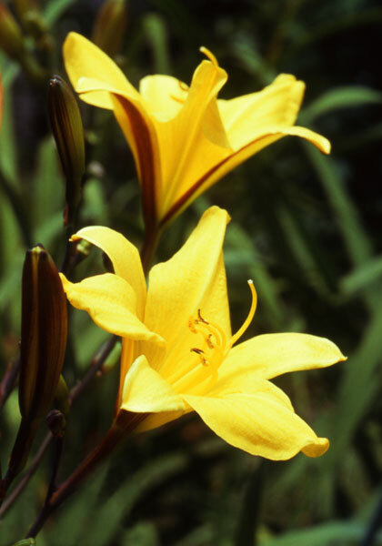 Corky daylily heirloom bulbs #2