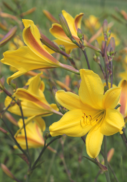 Corky daylily heirloom bulbs #1