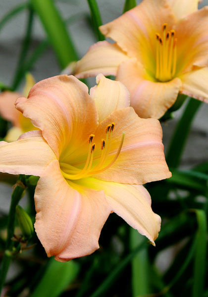 Melonee daylily heirloom bulbs #1