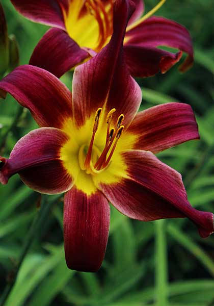 Black Friar daylily heirloom bulbs #1