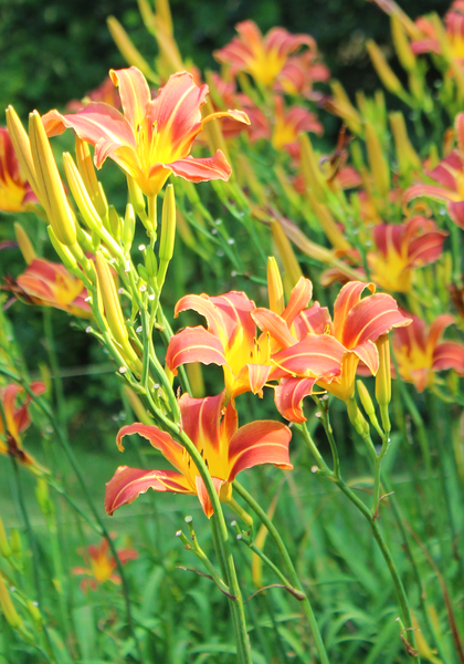 Challenger daylily heirloom bulbs #2