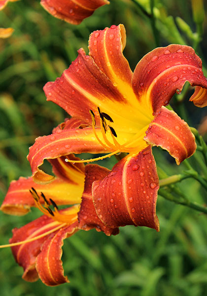 Challenger daylily heirloom bulbs #1