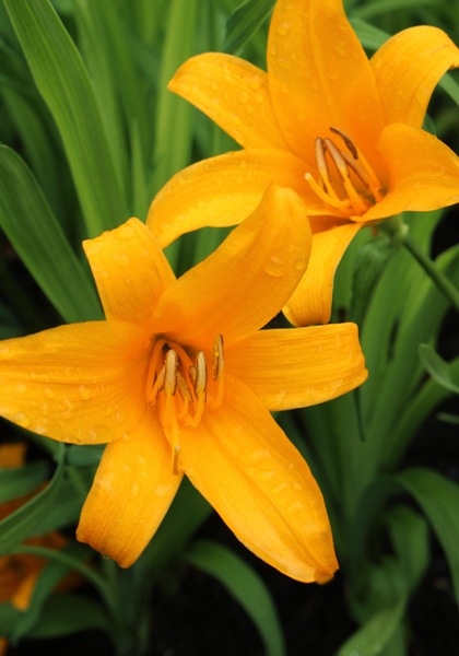 Apricot daylily heirloom bulbs #1