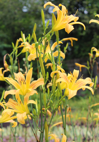 Autumn Minaret daylily heirloom bulbs #2