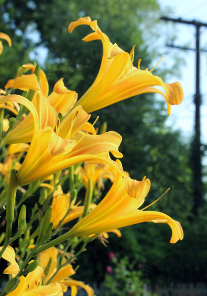 Autumn Minaret daylily heirloom bulbs #3
