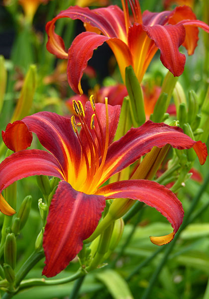 Crimson Pirate daylily heirloom bulbs #1