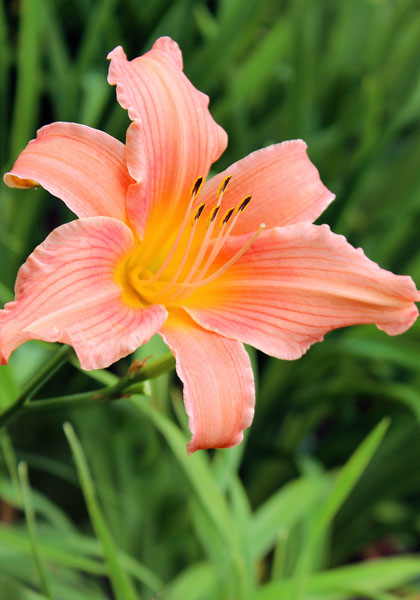 Louise Russell daylily heirloom bulbs #1