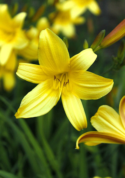 Sovereign daylily heirloom bulbs #1