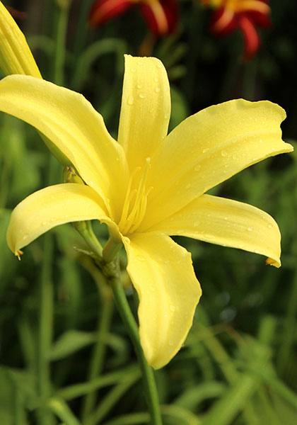 Vespers daylily heirloom bulbs #1