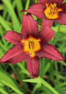 Potentate daylily heirloom bulbs