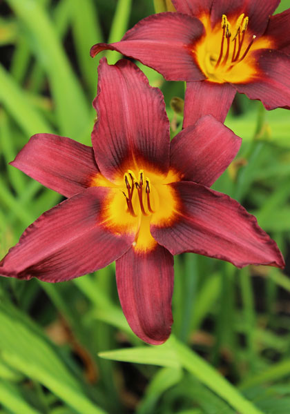 Potentate daylily heirloom bulbs #1