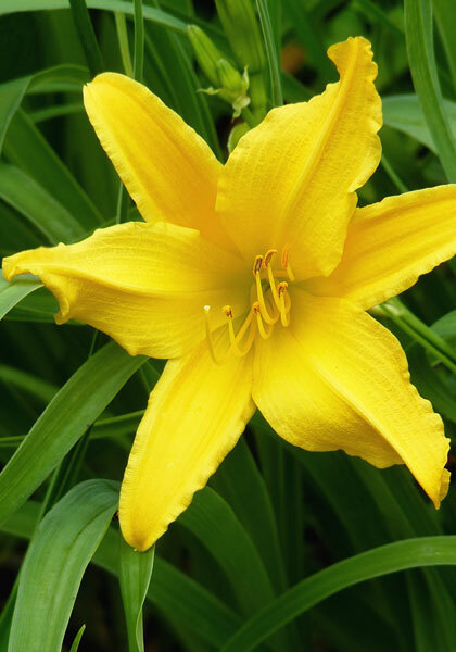 Luteola daylily heirloom bulbs #2