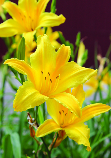 Luteola daylily heirloom bulbs #1