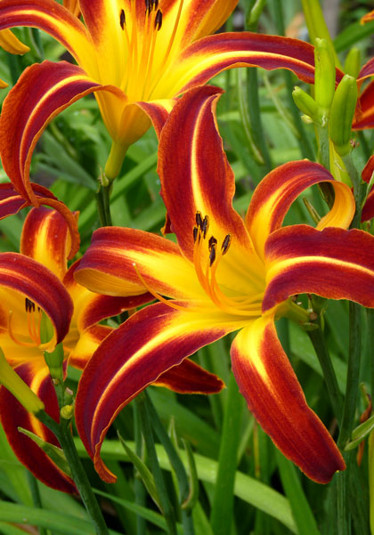 Marse Connell daylily heirloom bulbs #1