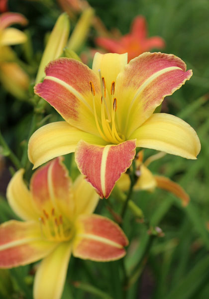 Baggette daylily heirloom bulbs #1