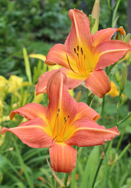 Salmon Sheen daylily heirloom bulbs #1